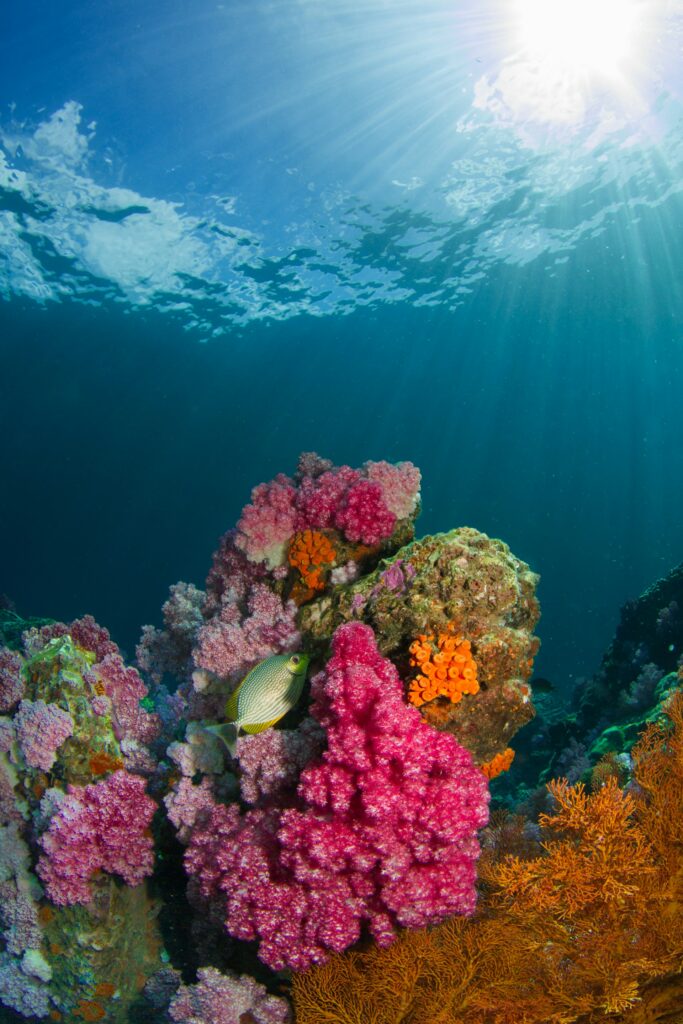 récifs coralliens colorés